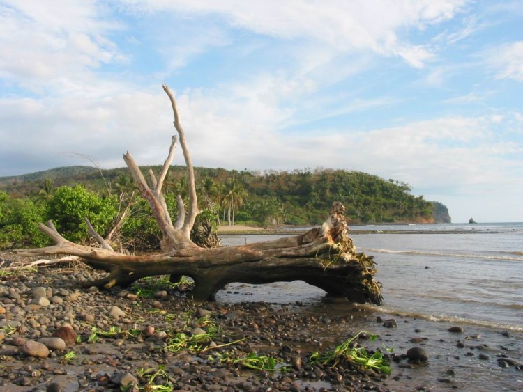 Wallpapers Nature Seas - Oceans - Beaches Arbre chou