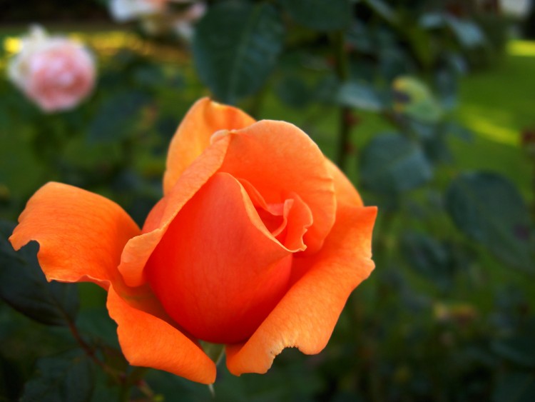 Wallpapers Nature Flowers rose orange