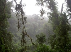 Fonds d'cran Nature Costa Rica-Rain Forest-Rserve de Montenegro3