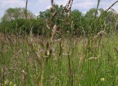 Fonds d'cran Nature Dans le champ