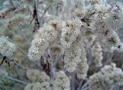 Fonds d'cran Nature Givre...