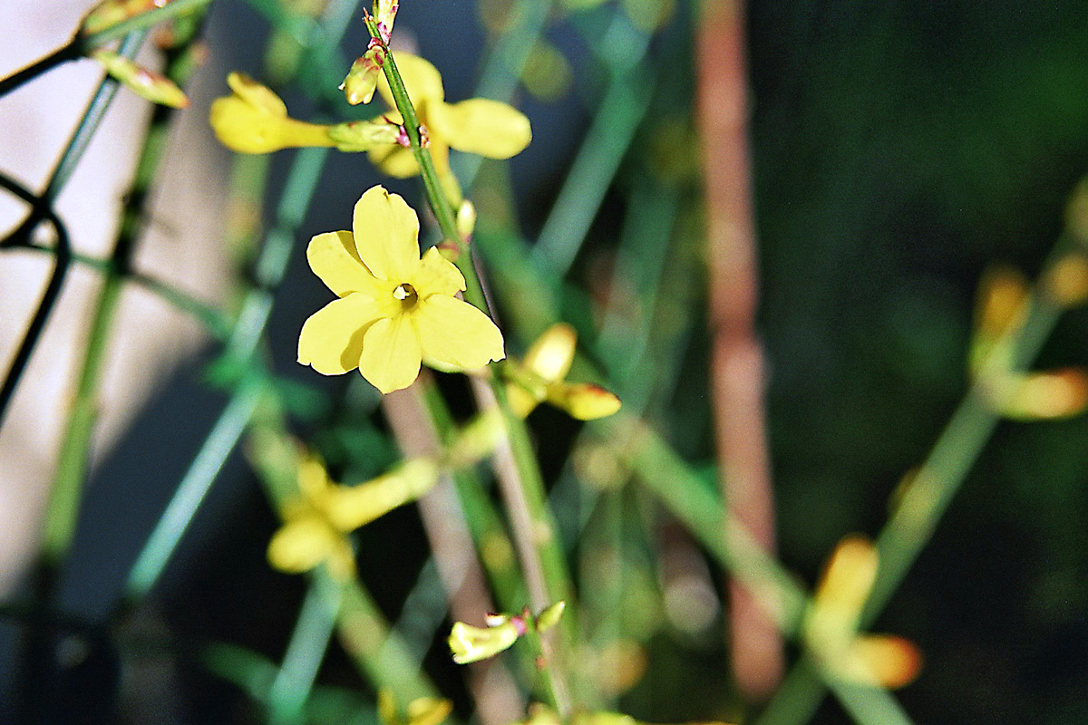 Fonds d'cran Nature Fleurs Jasmin d'hiver