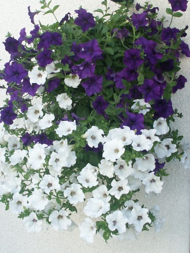 Fonds d'cran Nature Fleurs Ptunia