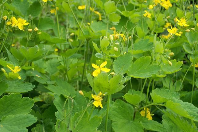 Fonds d'cran Nature Fleurs Chlidoine