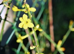 Fonds d'cran Nature Jasmin d'hiver