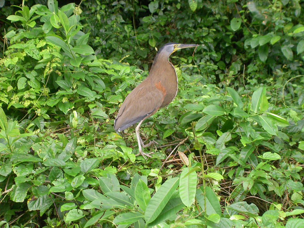 Fonds d'cran Animaux Oiseaux - Hrons Hron Tigr - Costa Rica - Rserve de Tortuguero