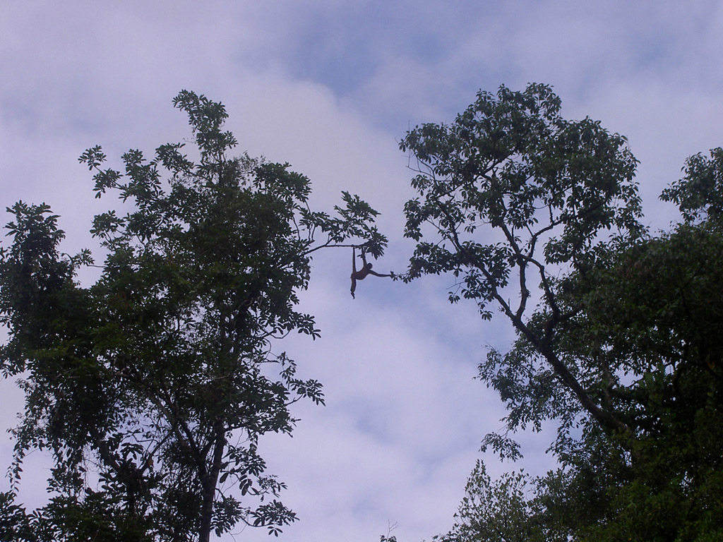 Wallpapers Animals Monkeys Singe Araign - Costa Rica - Rserve de Tortuguero