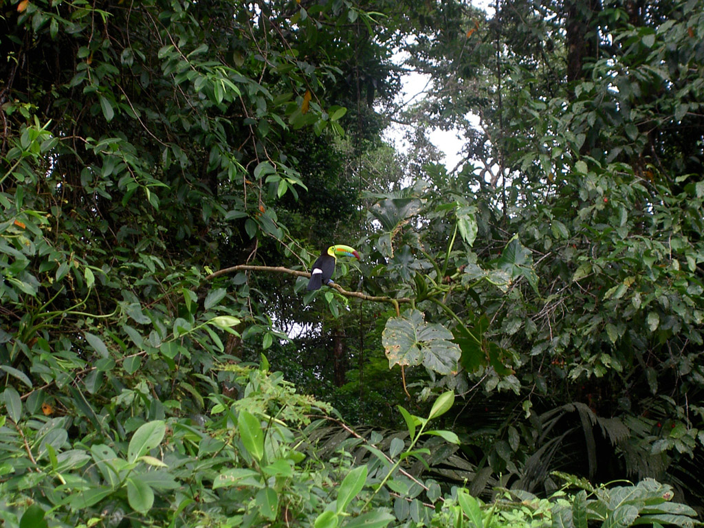 Wallpapers Animals Birds - Toucans Toucan Keel Billed - Costa Rica - Rserve de Tortuguero