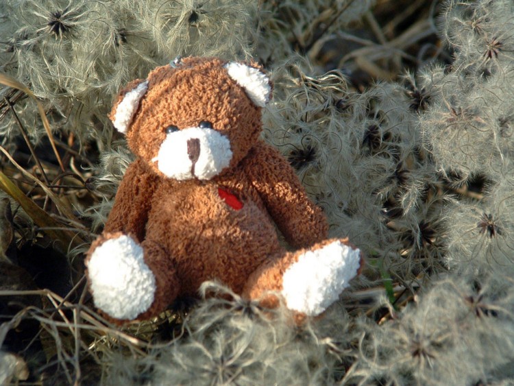 Wallpapers Objects Cuddly Petit Ours au soleil