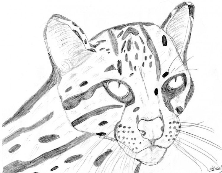 Wallpapers Art - Pencil Animals - Felines L'ocelot, le cousin du jaguar