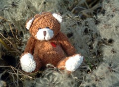 Wallpapers Objects Petit Ours au soleil