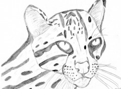 Fonds d'cran Art - Crayon L'ocelot, le cousin du jaguar