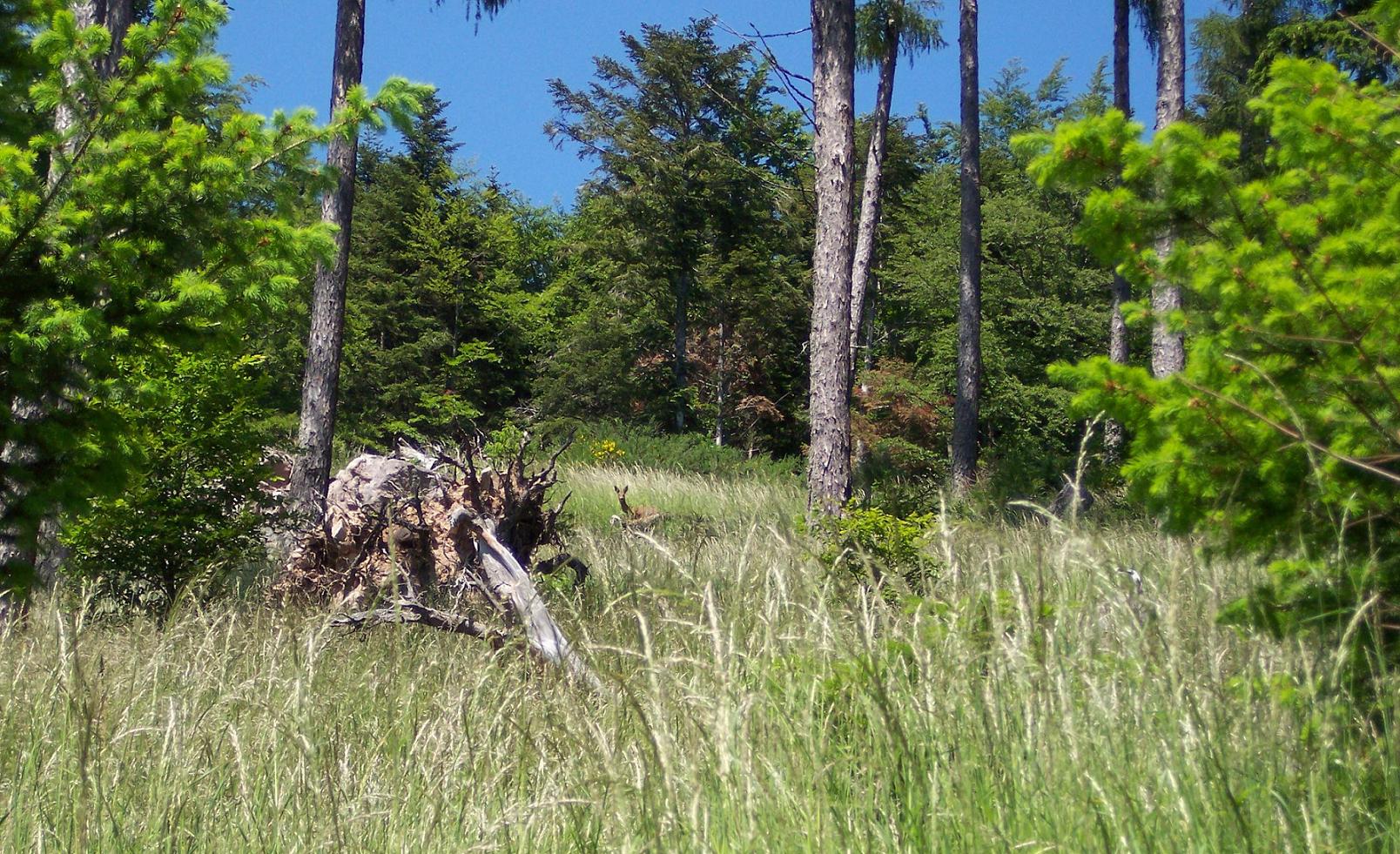 Fonds d'cran Nature Arbres - Forts Bibiche ou est tu ?