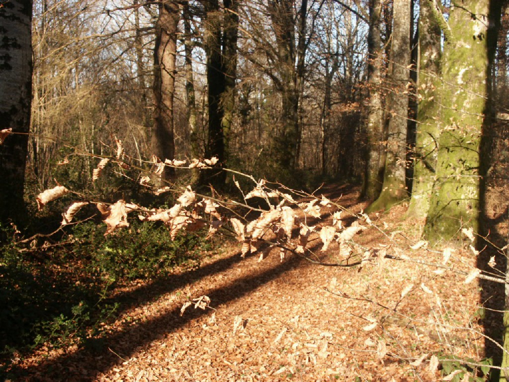 Fonds d'cran Nature Arbres - Forts 