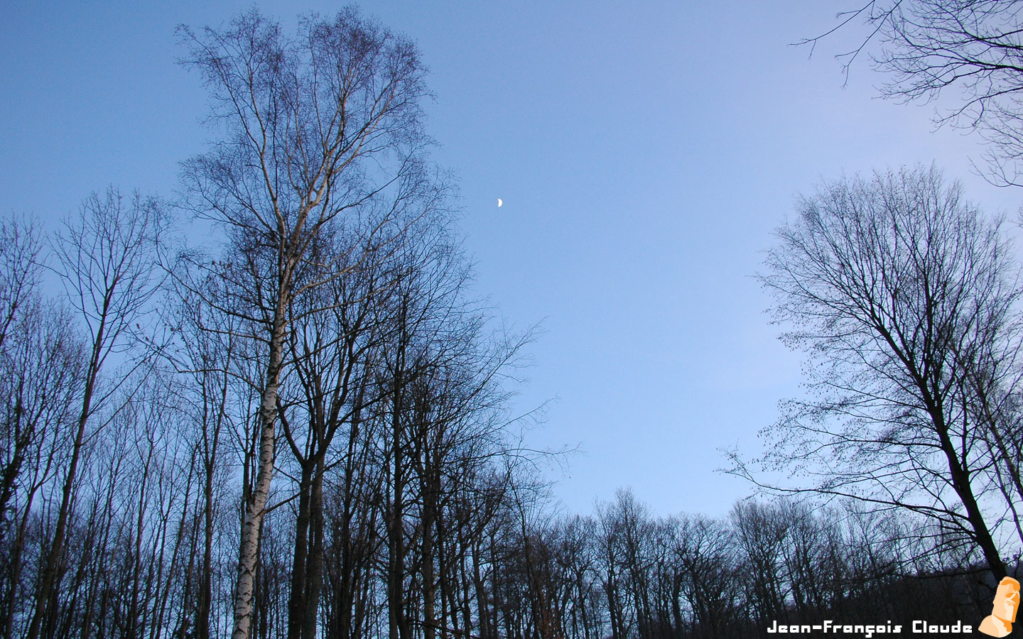 Fonds d'cran Nature Arbres - Forts Perspective