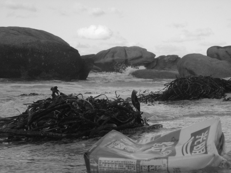 Fonds d'cran Nature Mers - Ocans - Plages pollution2