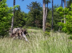 Fonds d'cran Nature Bibiche ou est tu ?