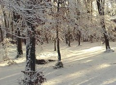 Fonds d'cran Nature paysage sous la neige