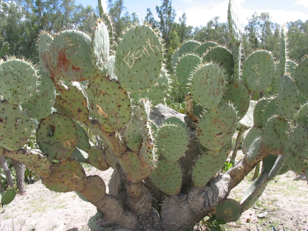 Fonds d'cran Nature Feuilles - Feuillages Cactus taggs