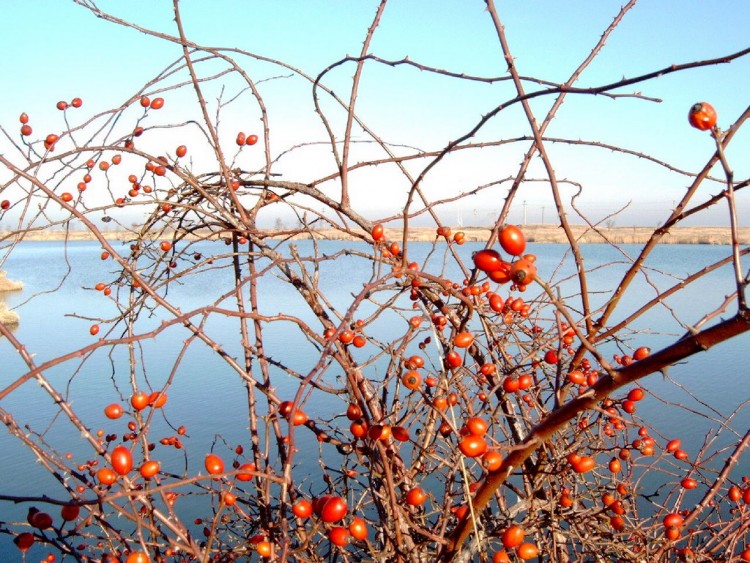 Fonds d'cran Nature Couchers et levers de Soleil Roumanie_Jimbolia