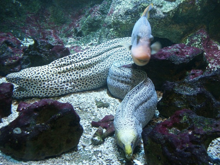 Fonds d'cran Animaux Vie marine - Poissons Murnes