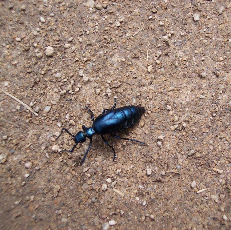 Fonds d'cran Animaux Insectes - Divers Quel est donc cette trange insecte ?