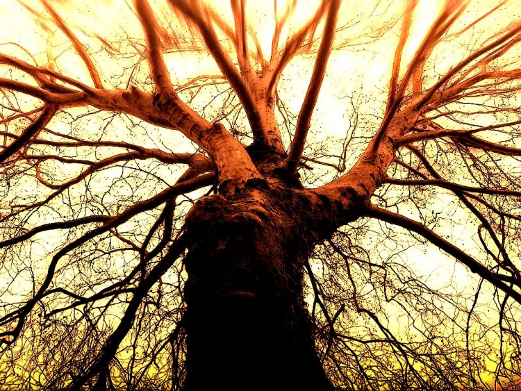 Wallpapers Digital Art Abstract Arbre