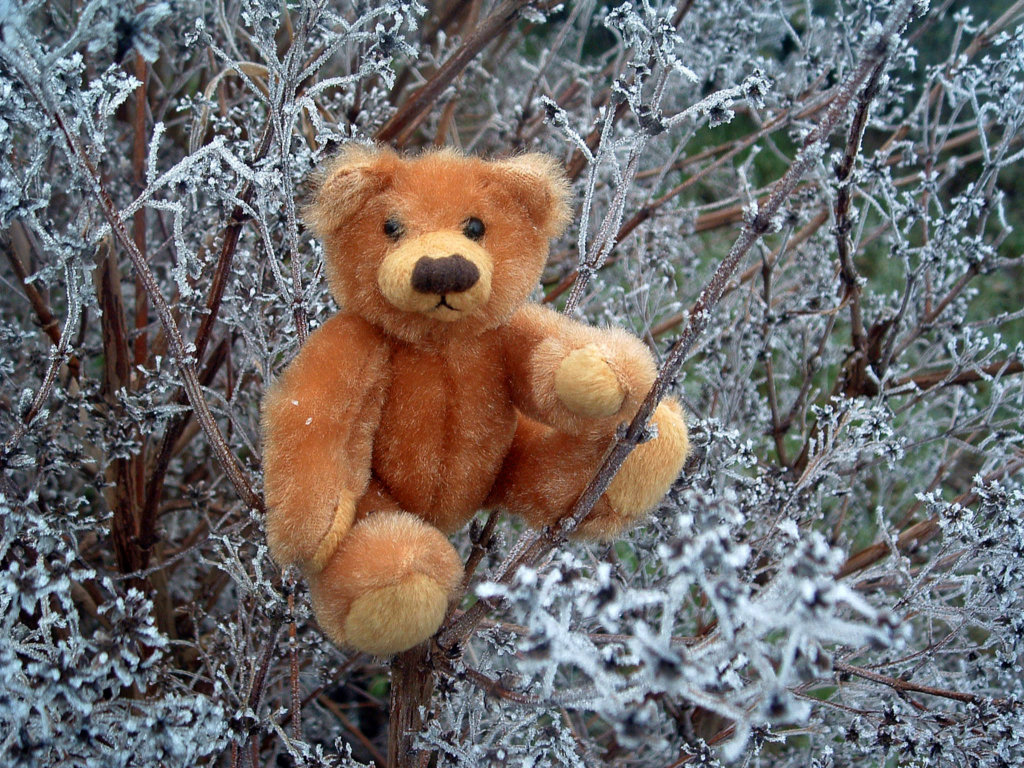 Wallpapers Objects Cuddly Petit Ours sur branches givres