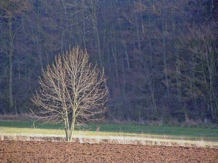 Fonds d'cran Nature Arbres - Forts Solitaire