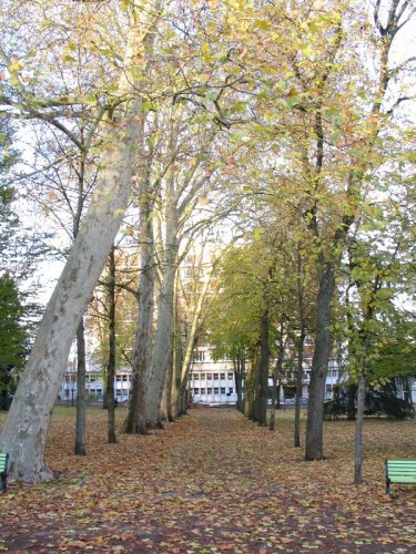 Wallpapers Nature Parks - Gardens Le Parc Roger Salengro de Nevers, un tapis de feuilles mortes  l'automne...