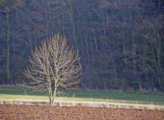 Fonds d'cran Nature Solitaire