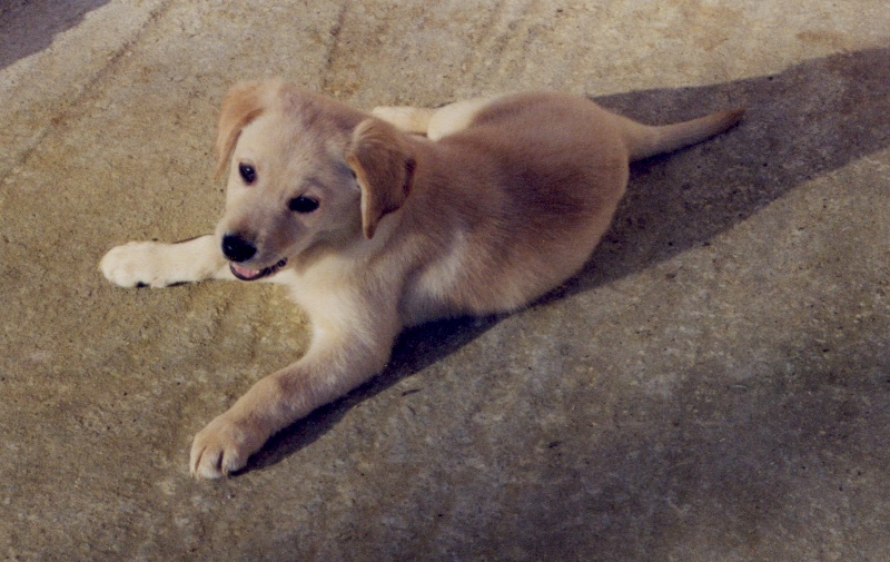 Fonds d'cran Animaux Chiens 