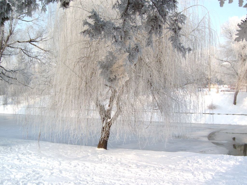 Fonds d'cran Nature Saisons - Hiver Timisoara