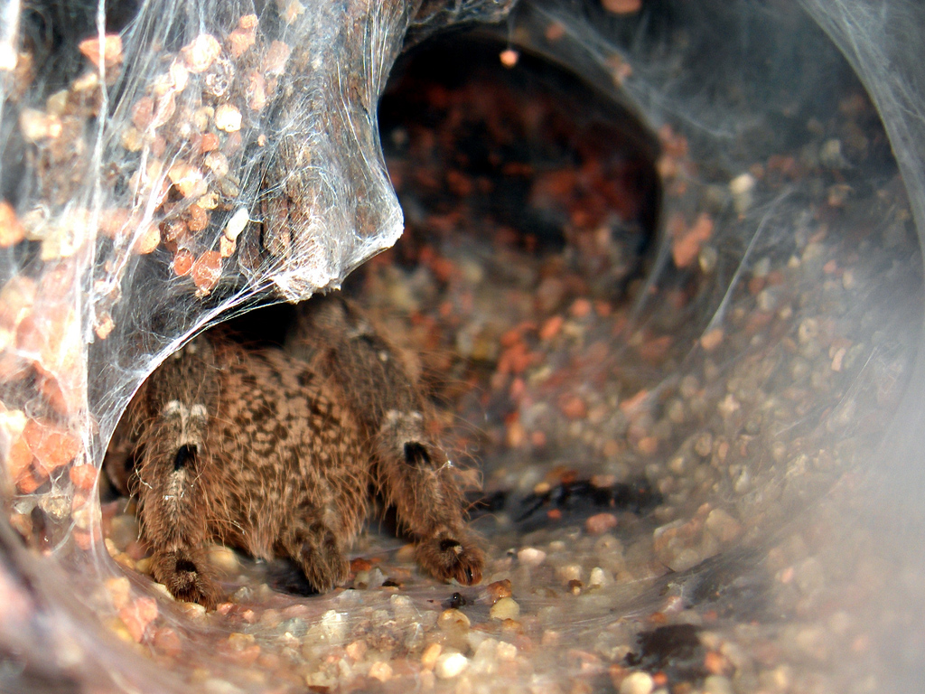 Fonds d'cran Animaux Araignes l'entre de la mygale