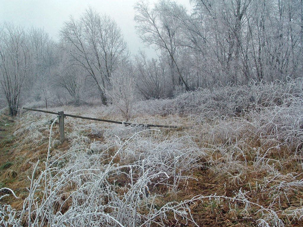 Wallpapers Nature Saisons - Winter Chemin barr, givre...