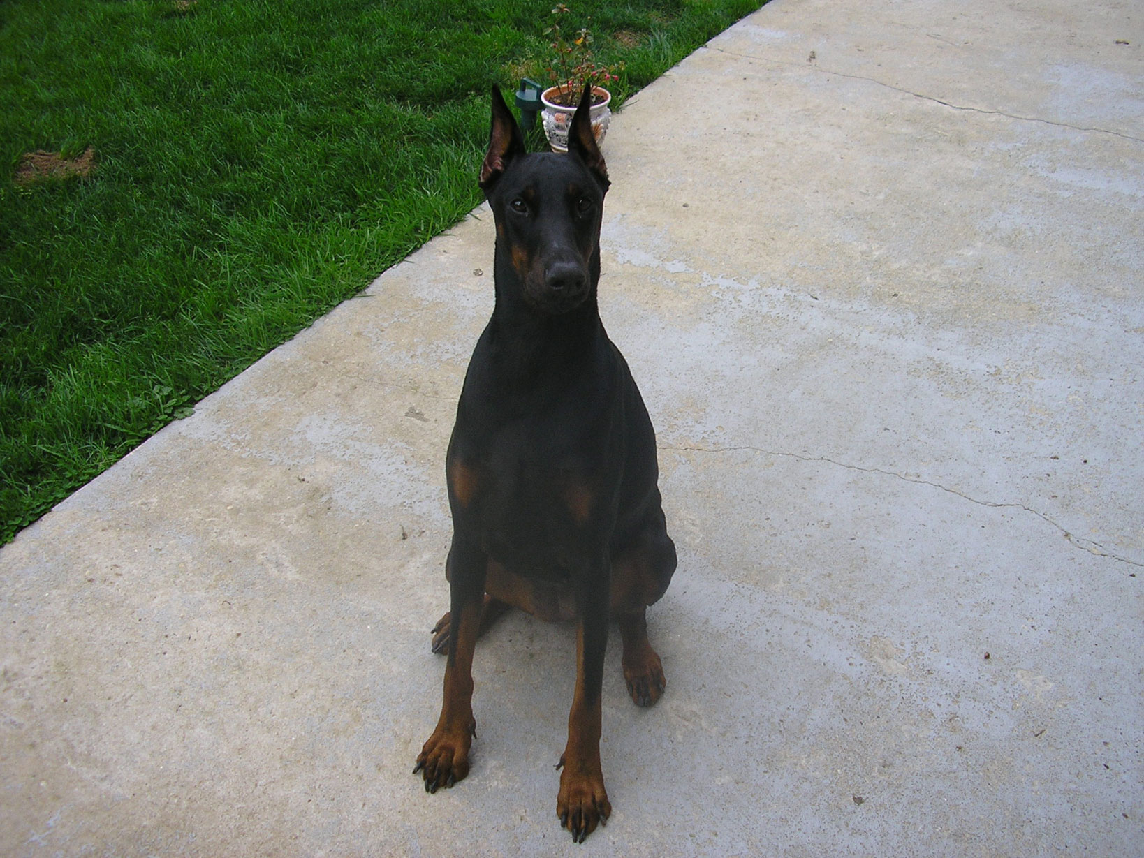 Fonds d'cran Animaux Chiens Uxi dans le jardin