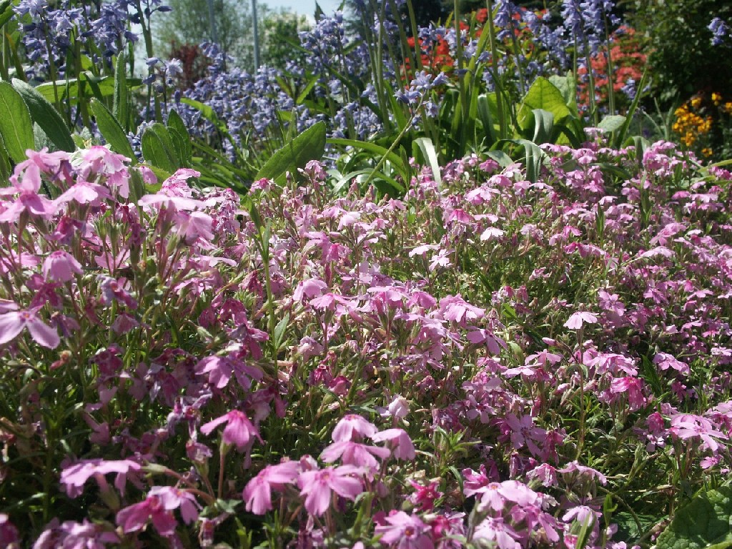 Fonds d'cran Nature Fleurs 