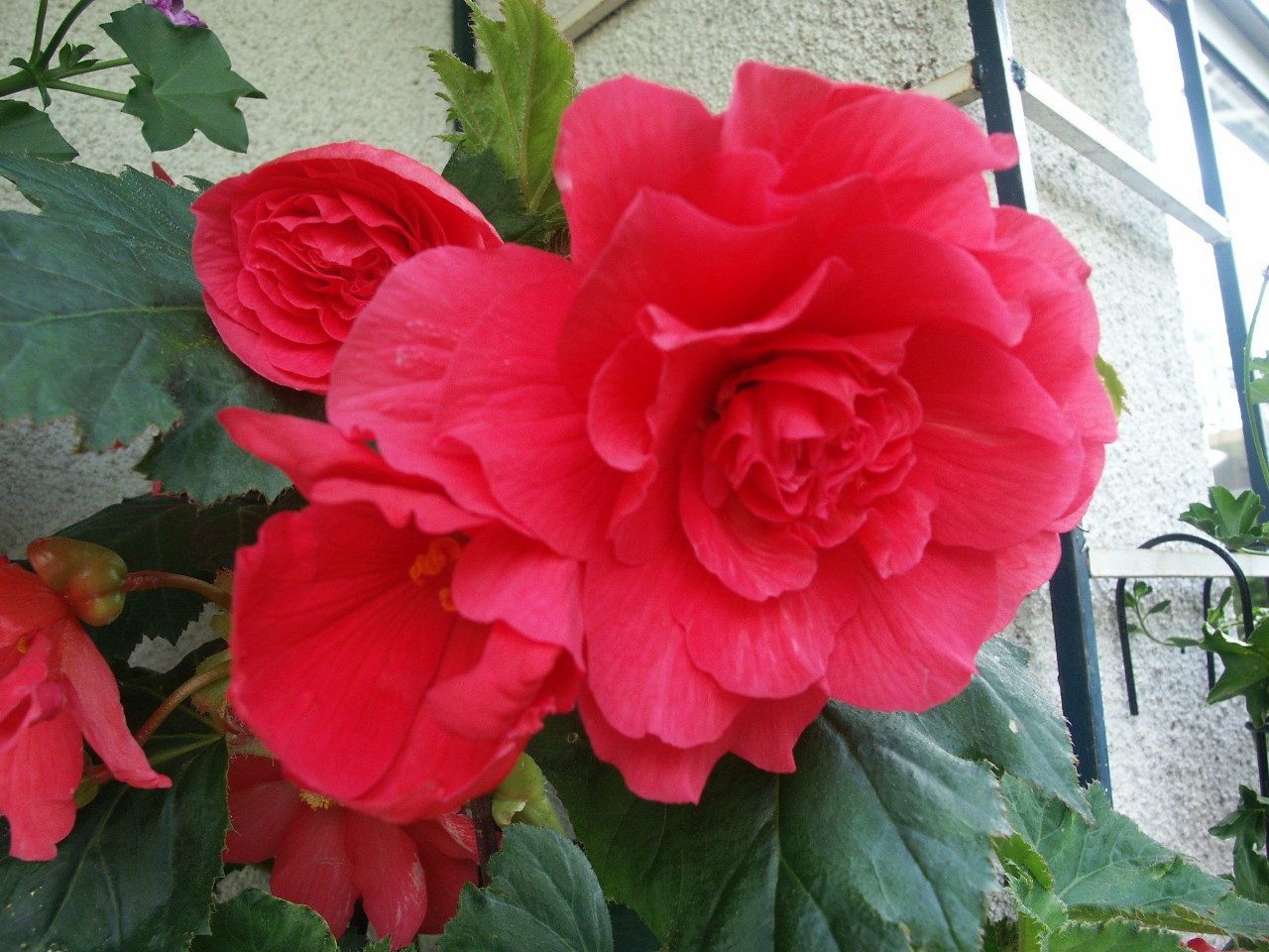 Fonds d'cran Nature Fleurs Bgonia