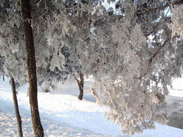 Fonds d'cran Nature Saisons - Hiver Timisoara