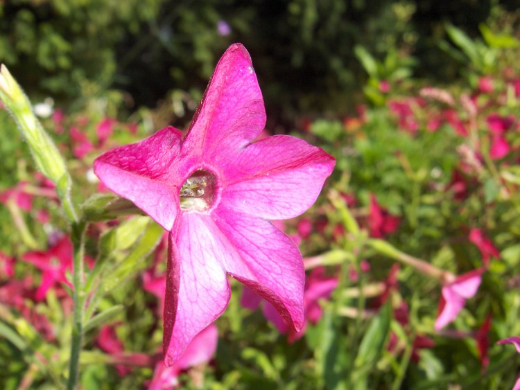 Fonds d'cran Nature Fleurs fleur rose