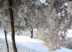 Fonds d'cran Nature Timisoara