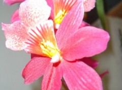 Fonds d'cran Nature Orchide