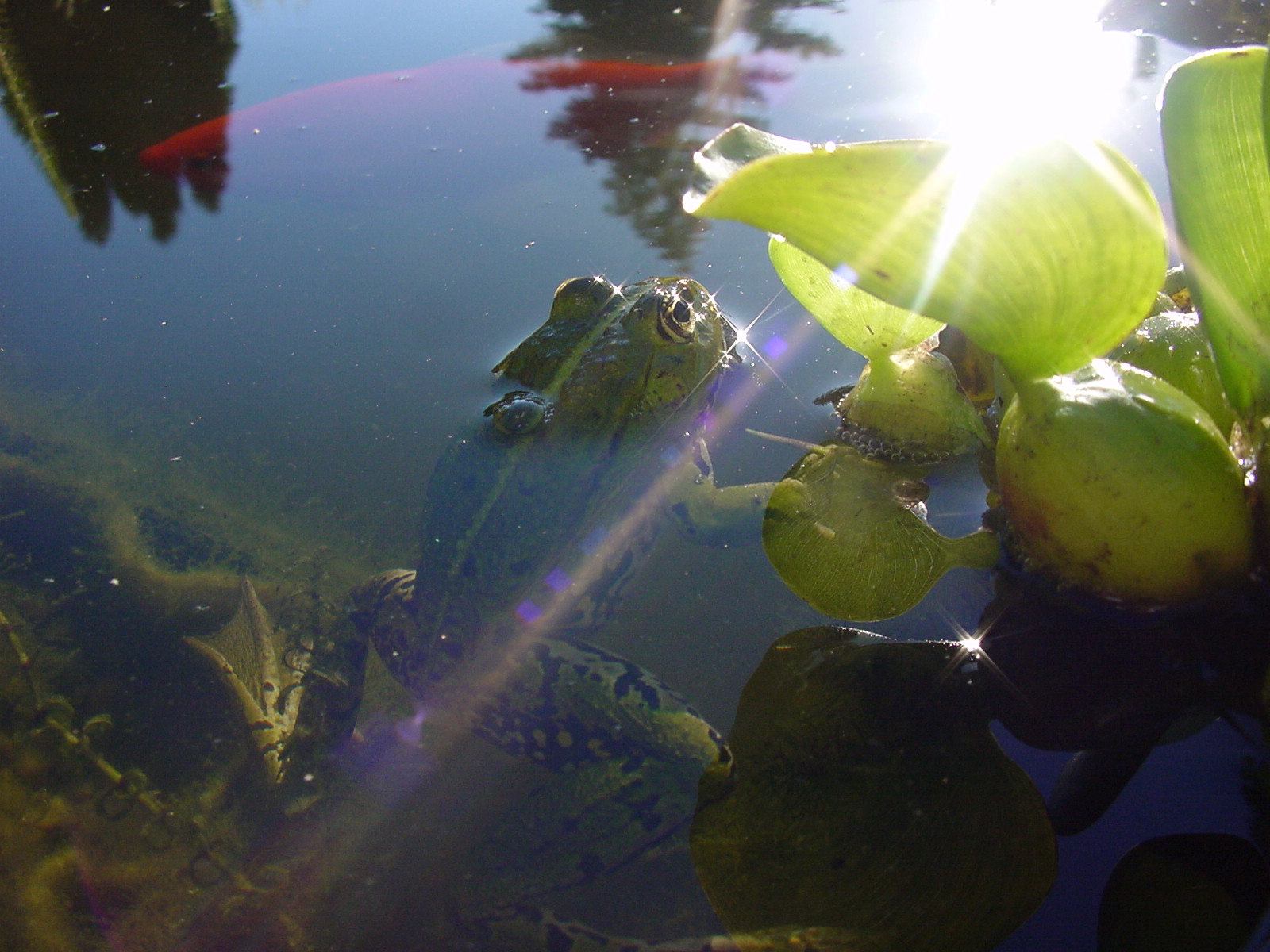 Wallpapers Animals Frogs - Toads Grenouille sur coucher de soleil