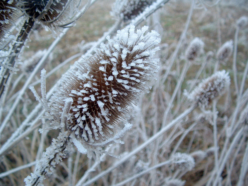 Fonds d'cran Nature Saisons - Hiver Sous le poids du givre...