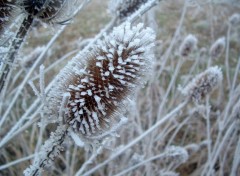 Fonds d'cran Nature Sous le poids du givre...