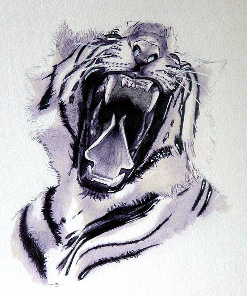 Fonds d'cran Art - Crayon Animaux - Flins Tigre