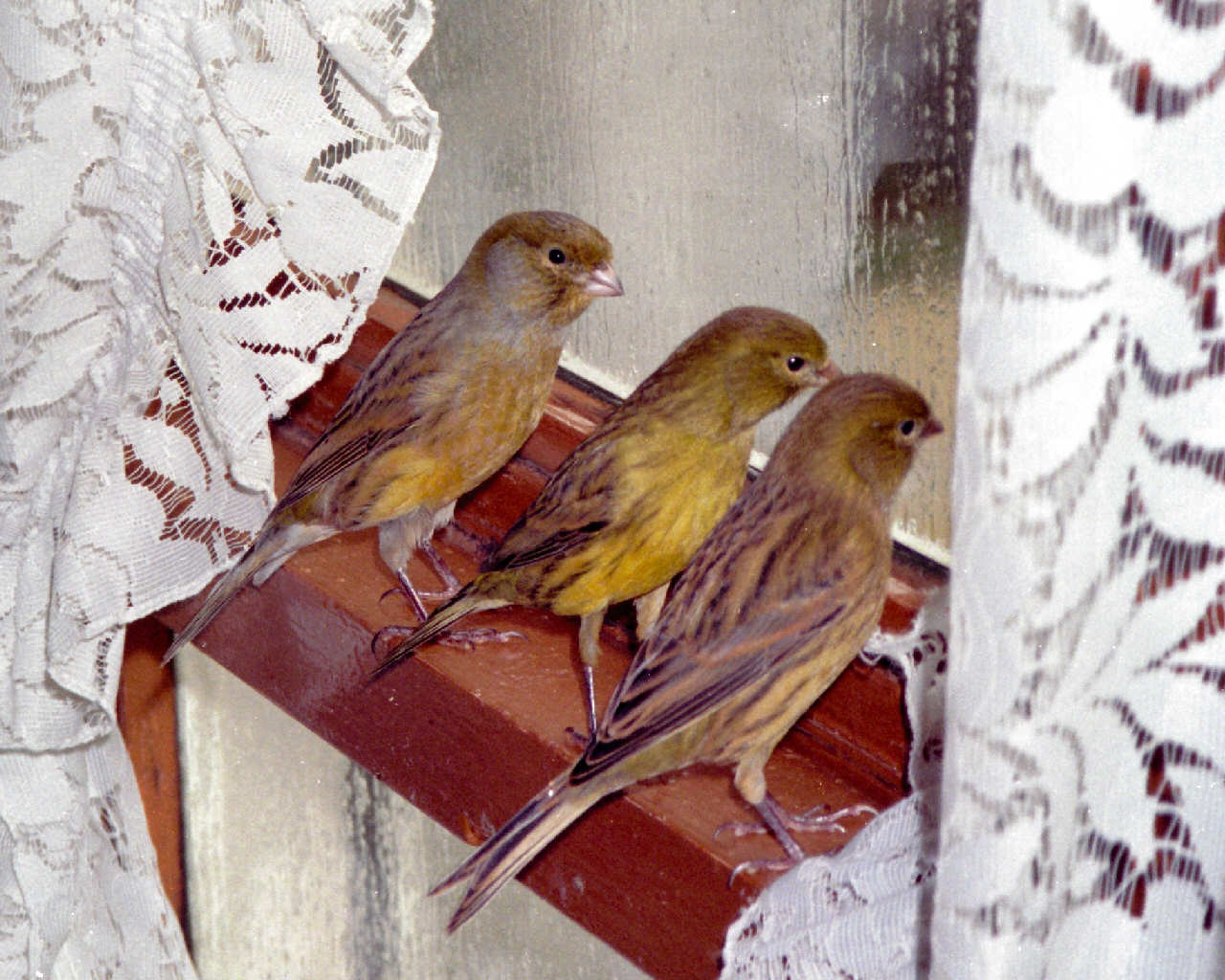 Fonds d'cran Animaux Oiseaux - Canaris A la fentre