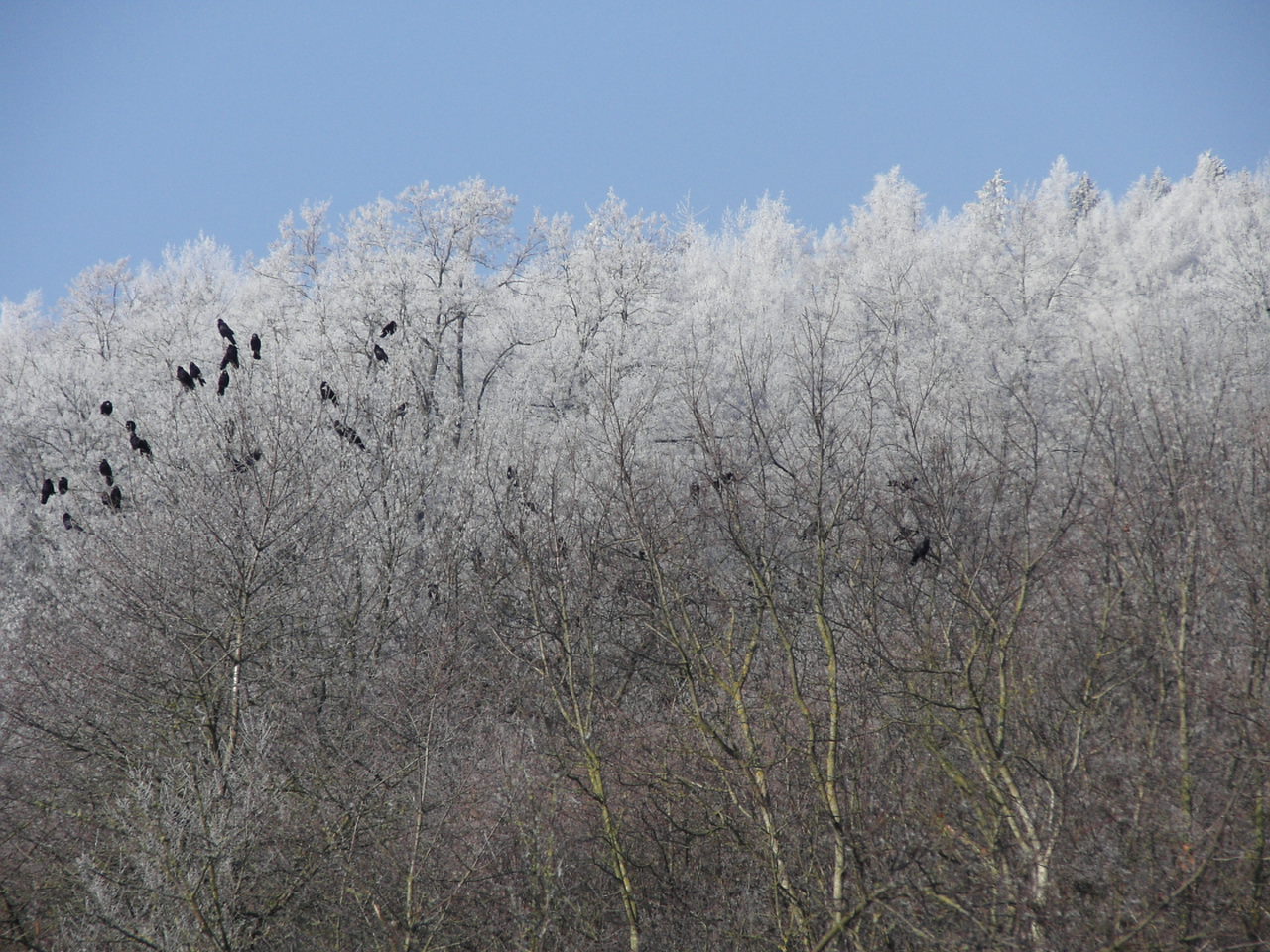 Wallpapers Nature Saisons - Winter corbeaux sur arbres givrs