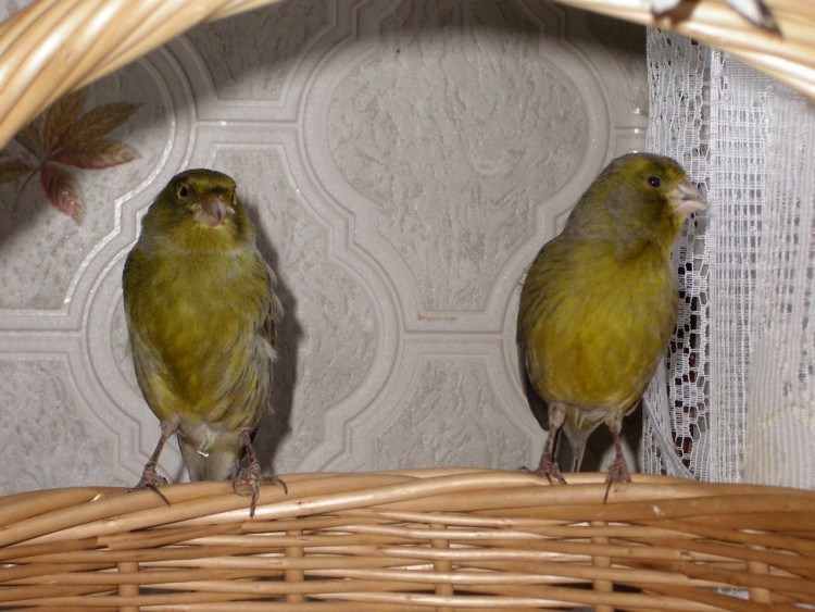 Wallpapers Animals Birds - Canaries Couple de canaris