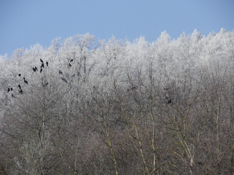 Wallpapers Nature Saisons - Winter corbeaux sur arbres givrs